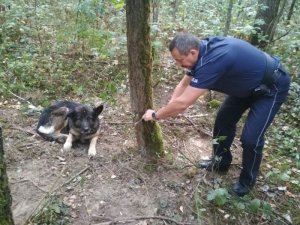 Zdjęcie przedstawiające policjanta, który uwalnia psa z wnyk