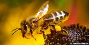 Zdjęcie zbliżenia pszczoły siedzącej na kwiecie.