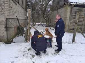 Umundurowany policjant oraz strażnik miejski przy zabudowaniach gospodarczych gdzie widoczny jest pies