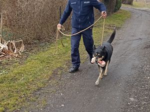 Idący ścieżką pies w typie wilka trzymający w pysku kość, prowadzony na smyczy przez umundurowanego policjanta.
