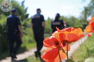 Kwiaty maku w tle trójka umundurowanych Policjantów.