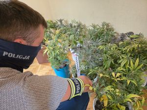 Mężczyzna po cywilnemu z opaska policja na ręce klęczący przy krzakach konopi rosnących w doniczkach stających na podłodze mieszkania