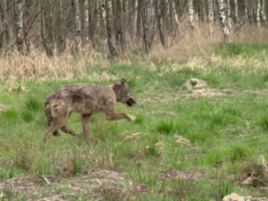 Biegnący skrajem lasu wilk