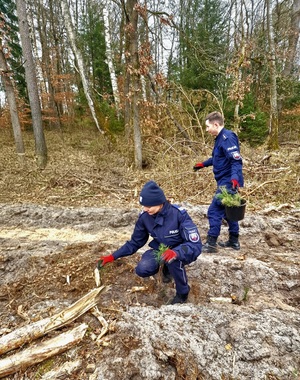 Dwójka policjantów w trakcie sadzenia sadzonek sosnowych w dukcie leśnym
