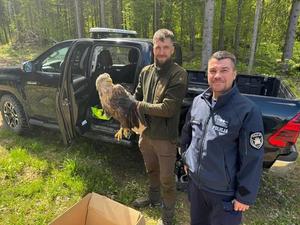 Policjant ze strażnikiem leśnym uratowali rannego orła bielika