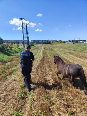 Na polu policjant prowadzący ciemnego kucyka