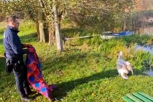 Na brzegu zbiornika wodnego policjant z kocem oraz łabędź