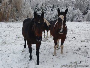 Trzy konie w scenerii zimowej