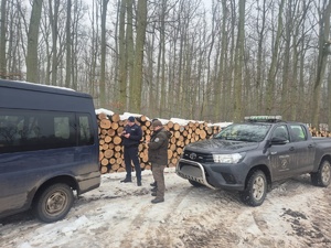 Dwaj policjanci oraz strażnik leśny pomiędzy dwoma samochodami na zrębie leśnym
