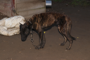 Wychudzony pies na łańcuchu