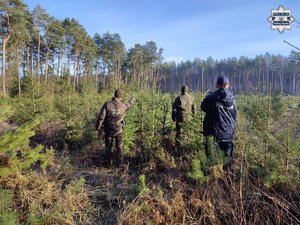 Widziani z tyłu w świerkowym młodniku dwaj strażnicy leśni oraz policjant