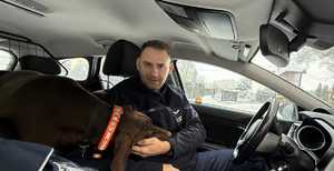 Wewnątrz radiowozu policyjnego policjant głaszczący brązowego psa