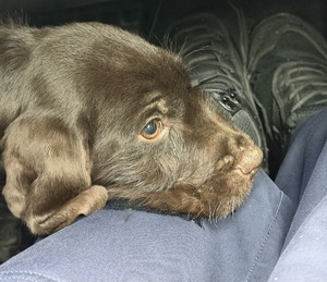 Pysk młodego brązowego psa