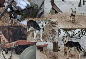 Kolaż zdjęć wychudzonych psów w scenerii zimowej
