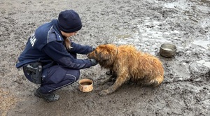 Policjantka kucająca na błotnistym podłożu do brudnego psa na łańcuchu