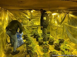 Dwóch policjantów po cywilnemu z opaskami Policja wewnątrz pomieszczenia wyłożonego folią z lampami świetlnymi na podłodze którego stoją doniczki z krzewami kopnopii